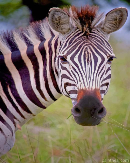 Zebra Face Painting By Numbers Kits