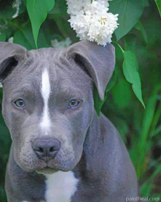 Gray Pit bull Dog Painting By Numbers Kits