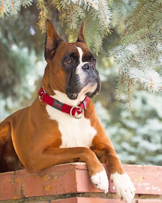 Boxer Dog Chilling Painting By Numbers Kits