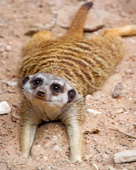 Adorable Meerkat Painting By Numbers Kits