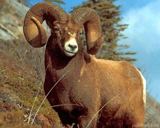 Brown Sheep With Big Horns Painting By Numbers Kits