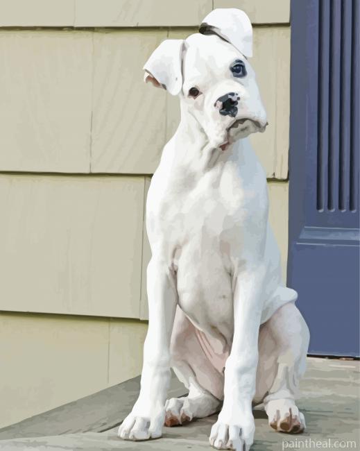 White Boxer Dog Painting By Numbers Kits