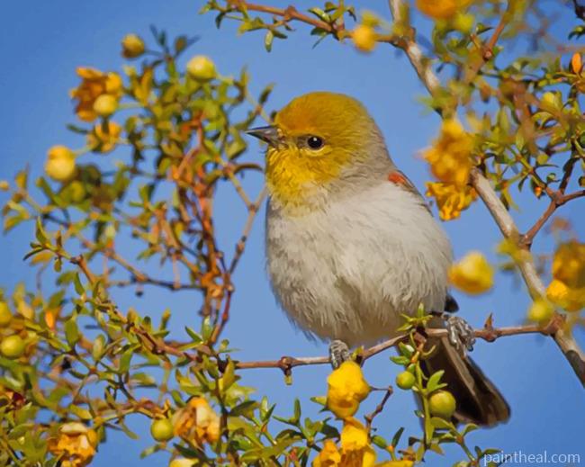 Verdin Desert Bird Painting By Numbers Kits