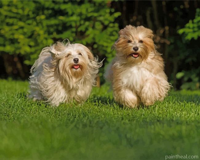 Havanese Dogs Painting By Numbers Kits