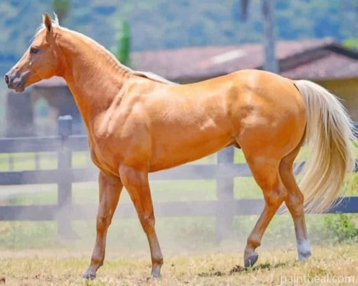 Golden Palomino Quarter Horse Painting By Numbers Kits