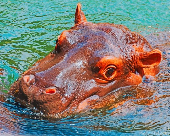 Hippo's Head Painting By Numbers Kits