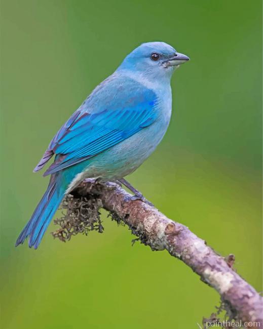 Blue Bird Painting By Numbers Kits