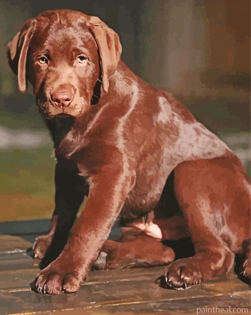 Chocolate Labrador Dog Painting By Numbers Kits