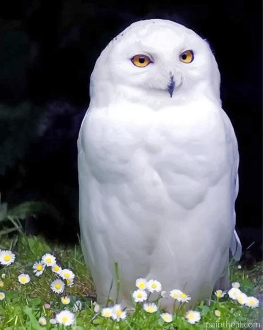 Snowy White Owl Painting By Numbers Kits