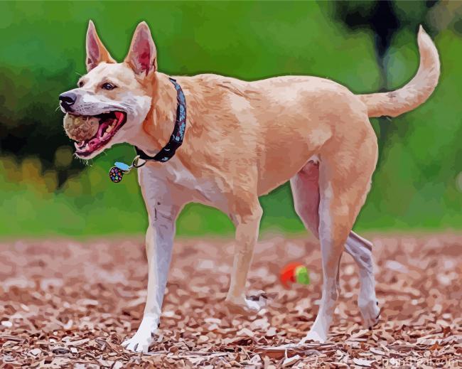 Golden Carolina Dog Painting By Numbers Kits