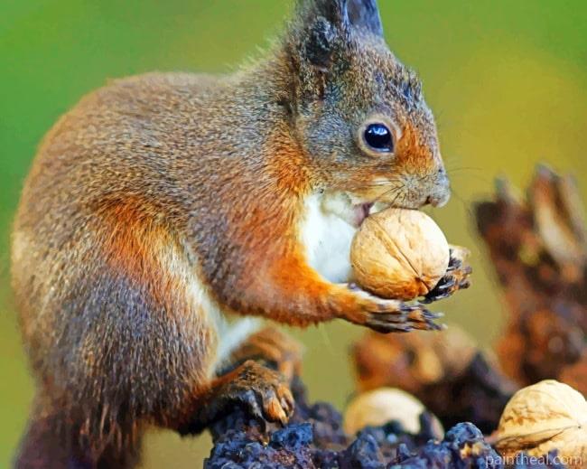 Acorn squirrel Painting By Numbers Kits