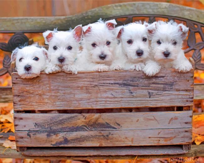 Cute Westie Puppies Painting By Numbers Kits