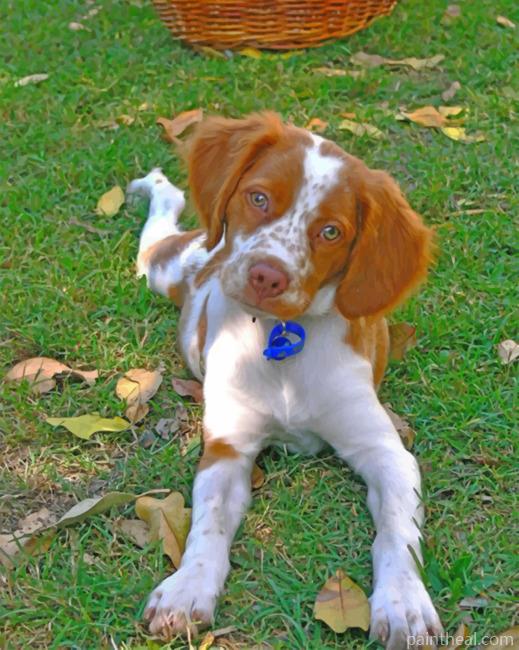 Brittany Spaniel Pet Painting By Numbers Kits