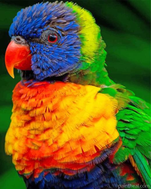 Lorikeet Bird Painting By Numbers Kits