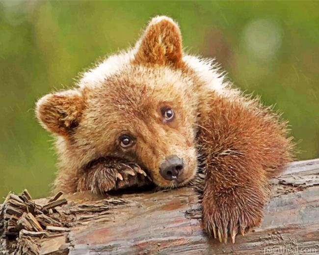 Sad Brown Baby Bear Painting By Numbers Kits