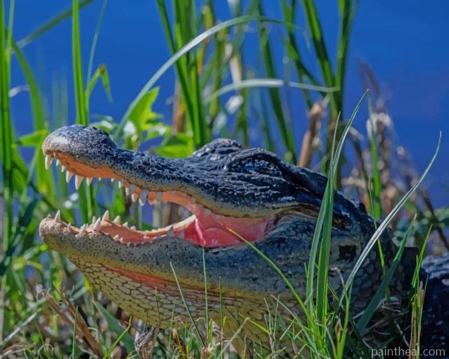 American Alligator Painting By Numbers Kits