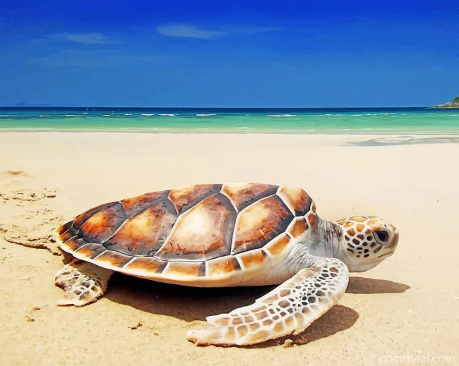 Turtle On The Beach Painting By Numbers Kits