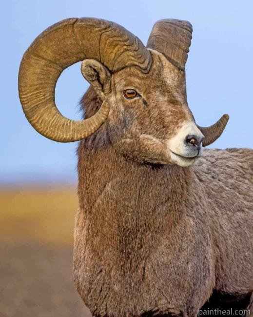Brown Sheep Closeup Painting By Numbers Kits