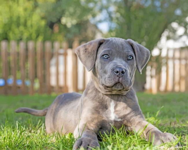 Grey Cane Corso Painting By Numbers Kits