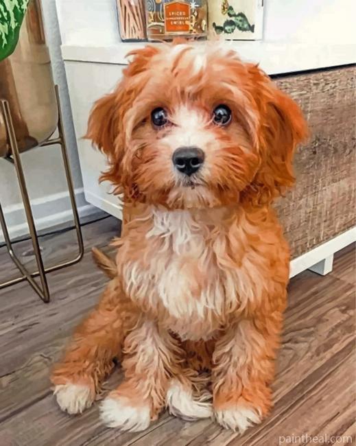 Cavapoo Dog Painting By Numbers Kits