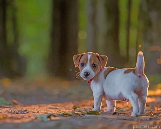 Jack Russell Puppy Painting By Numbers Kits