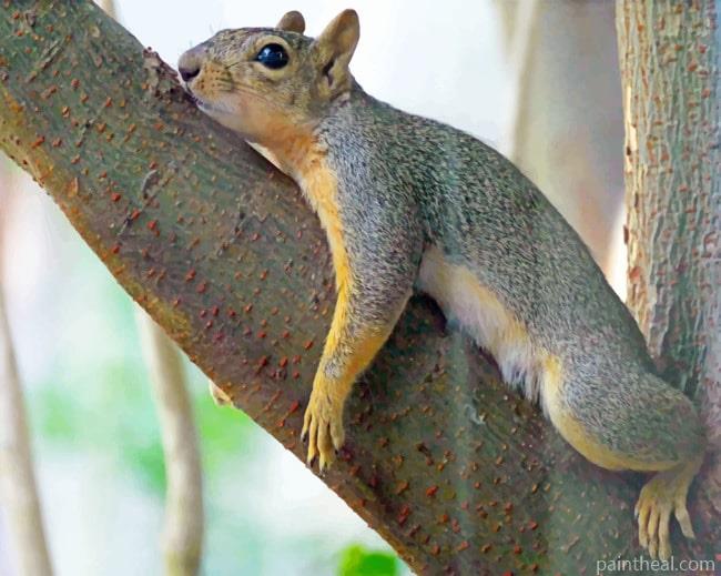 Lounging Squirrel On Tree Painting By Numbers Kits