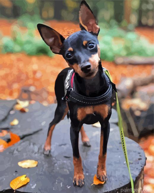 Cute Miniature Pinscher Painting By Numbers Kits