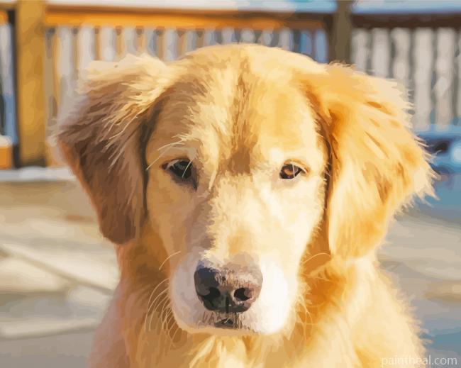 Golden Shepherd Painting By Numbers Kits