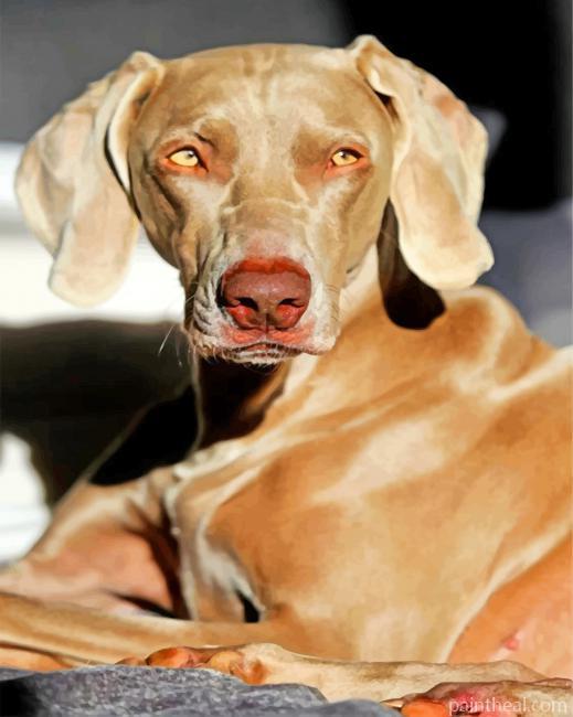 Aesthetic Weimaraner Painting By Numbers Kits