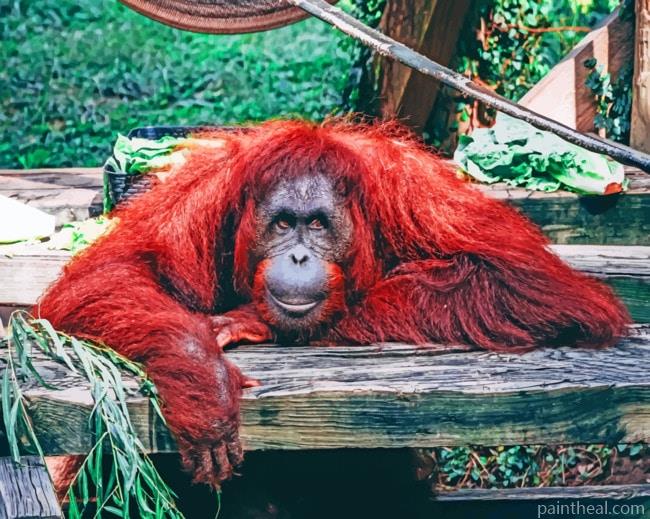 Lone Orangutan Monkey Painting By Numbers Kits