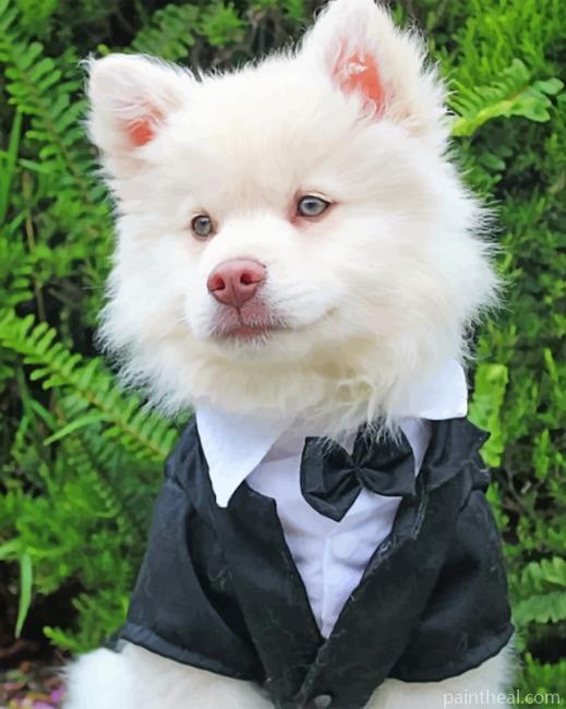 Classy American Eskimo Dog Painting By Numbers Kits