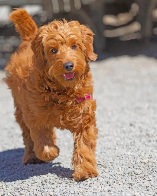 Brown Golden Doodle Painting By Numbers Kits