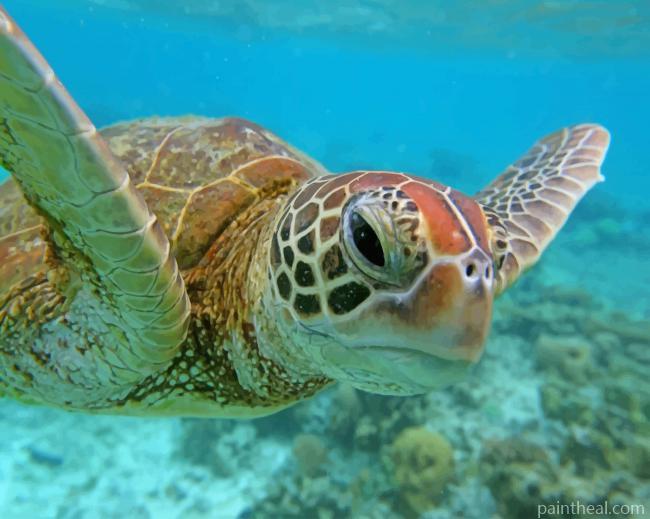 Sea Turtle In Belize Painting By Numbers Kits