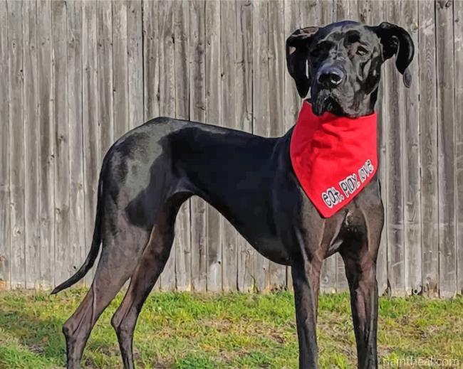 Black Great Dane Painting By Numbers Kits