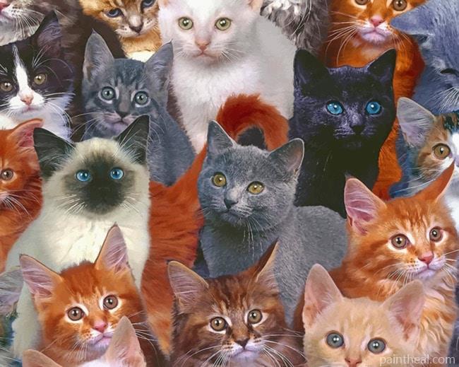 Grey Little Kittens Painting By Numbers Kits