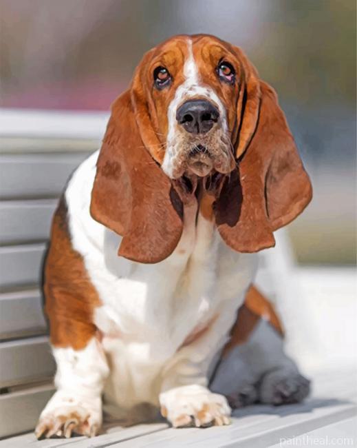 Basset Hound Painting By Numbers Kits