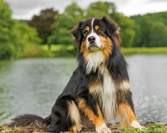 Australian Berger Painting By Numbers Kits