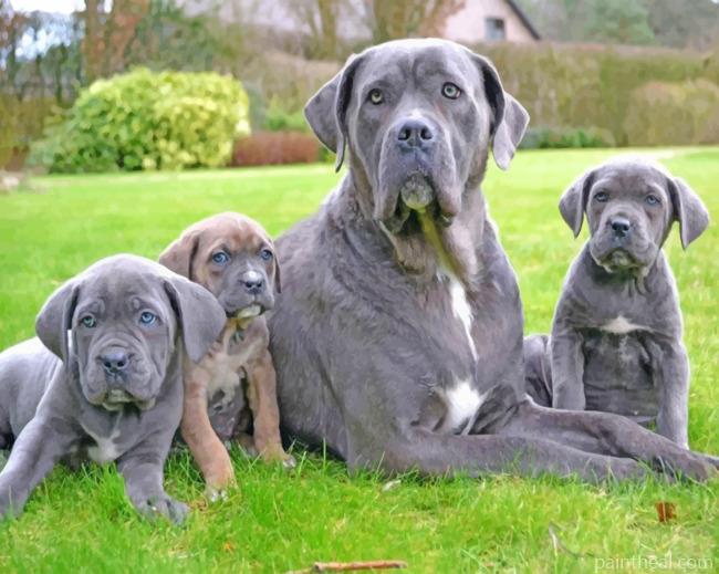 Cane Corso Family Painting By Numbers Kits