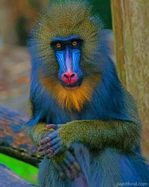 Mandrill Monkey Painting By Numbers Kits