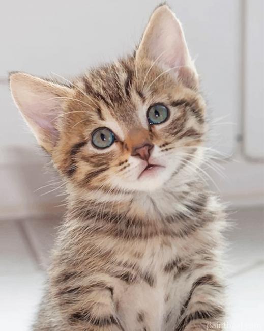 Cute Blue Eyed kitty Painting By Numbers Kits