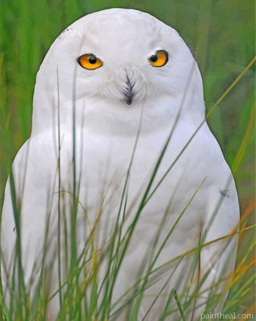 Aesthetic White Owl Painting By Numbers Kits