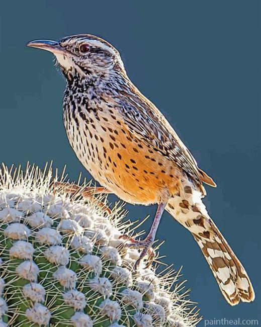 Cactus Wren Painting By Numbers Kits