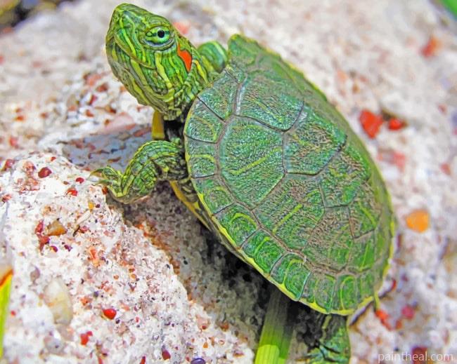 Small Turtle Species Painting By Numbers Kits