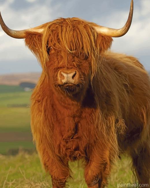 Highlander Cow Painting By Numbers Kits
