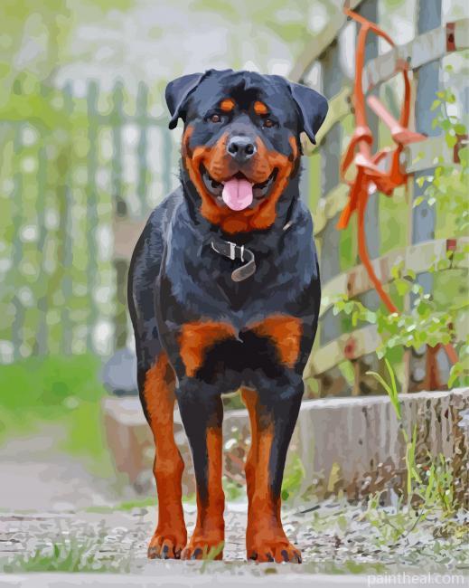 Rottweiler Dog Animal Painting By Numbers Kits