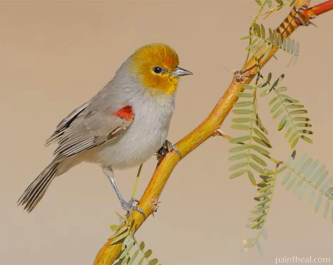 Yellow Verdin Painting By Numbers Kits