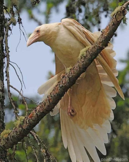 White Ravens Painting By Numbers Kits