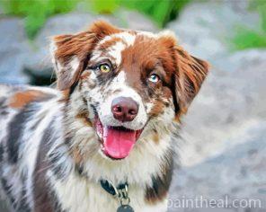 Australian Shepherd Painting By Numbers Kits
