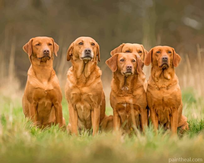 Fox Red Labrador Squad Painting By Numbers Kits