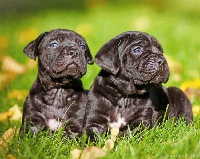 Cane Corso Puppies Painting By Numbers Kits